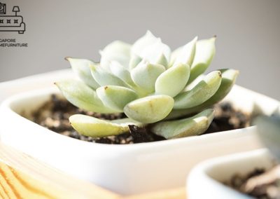 Imatra Grow Lights Singapore SingaporeHomeFurniture