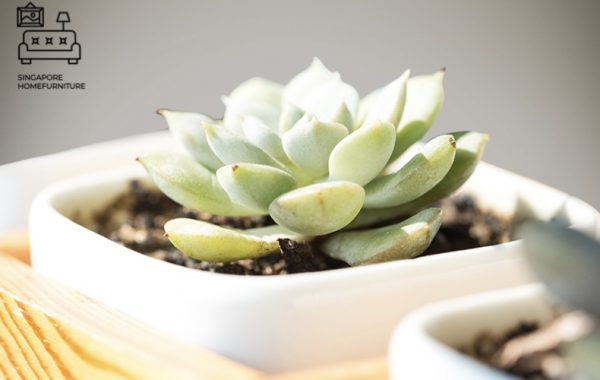 Imatra Grow Lights Singapore SingaporeHomeFurniture