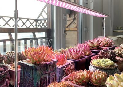 Kemi Grow Lights Singapore SingaporeHomeFurniture