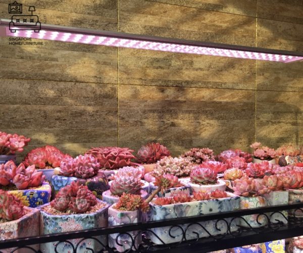 Kemi Grow Lights Singapore SingaporeHomeFurniture