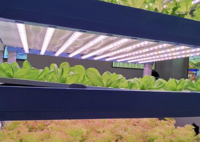 Kemi Grow Lights Singapore SingaporeHomeFurniture