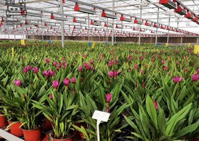 Kemi Grow Lights Singapore SingaporeHomeFurniture