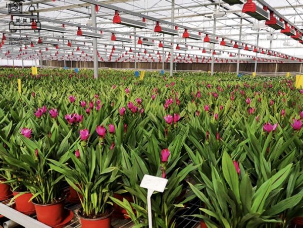Kemi Grow Lights Singapore SingaporeHomeFurniture