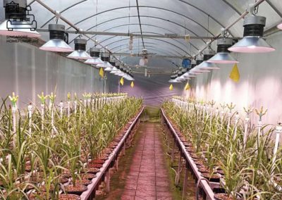 Kemi Grow Lights Singapore SingaporeHomeFurniture