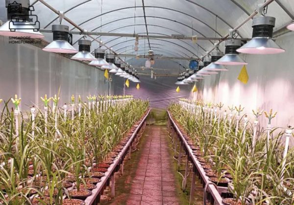 Kemi Grow Lights Singapore SingaporeHomeFurniture