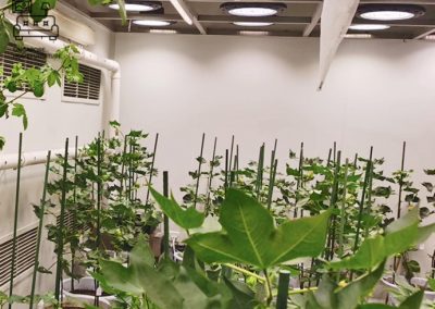 Kemi Grow Lights Singapore SingaporeHomeFurniture