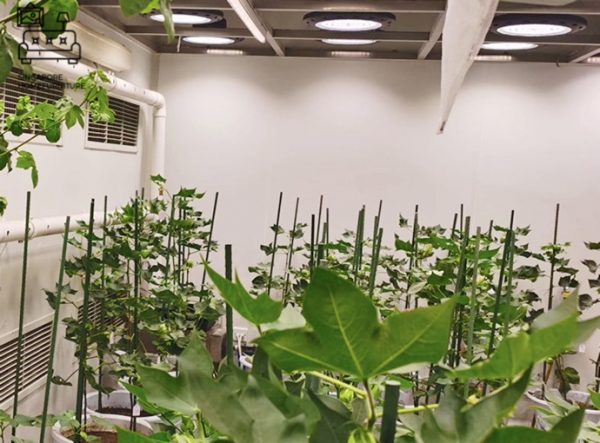 Kemi Grow Lights Singapore SingaporeHomeFurniture