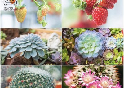 Raahe Grow Lights Singapore SingaporeHomeFurniture