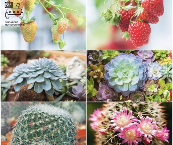 Raahe Grow Lights Singapore SingaporeHomeFurniture