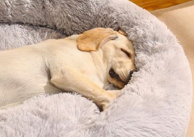 Ans Dog Bed Singapore Pet Bed Singapore SingaporeHomeFurniture