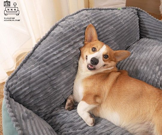 Ciney Dog Bed Singapore Pet Bed Singapore SingaporeHomeFurniture