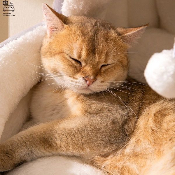 HARELBEKE® Pet Bed | Plushy and Comfortable | For Cats and Dogs | $ - Image 7