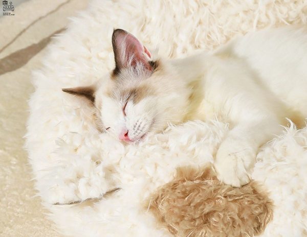 MORTSEL® Pet Bed | Plushy and Comfortable | For Cats and Dogs | $ - Image 8